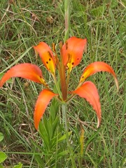 Lilium catesbaei