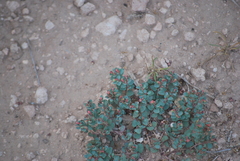 Euphorbia fendleri