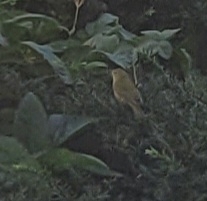 Leiothlypis ruficapilla