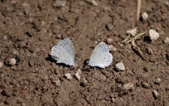 Celastrina echo