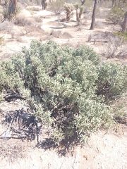 Cylindropuntia ramosissima