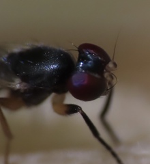 Heteromeringia nitida