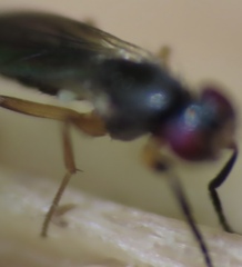 Heteromeringia nitida