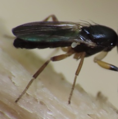 Heteromeringia nitida