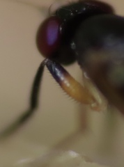 Heteromeringia nitida