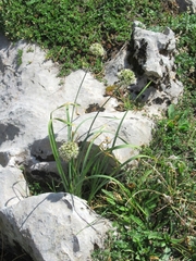 Allium pyrenaicum