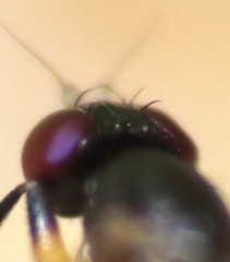 Heteromeringia nitida