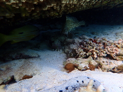 Epinephelus