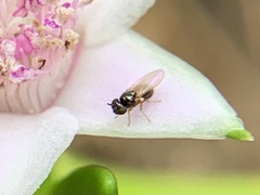Milichiidae