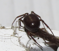 Steatoda borealis