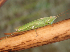 Conocephalus fuscus