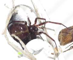 Steatoda borealis