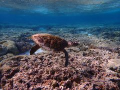 Eretmochelys imbricata