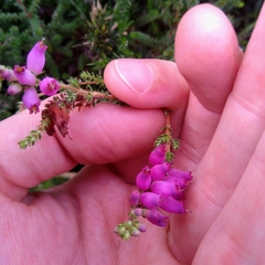 Erica ciliaris