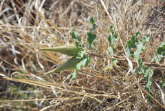 Asclepias viridiflora