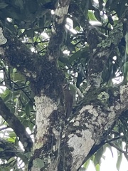 Colaptes rubiginosus