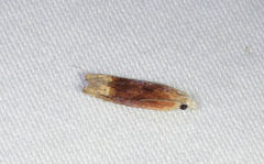 Eucosma raracana