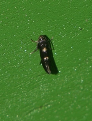 Heliozelidae