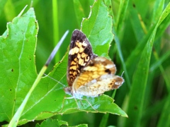 Phyciodes tharos