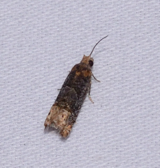Eucosma ochroterminana