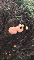 Tubifera ferruginosa