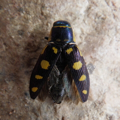 Buprestis octoguttata