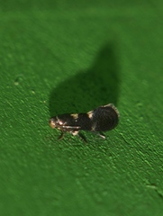 Heliozelidae