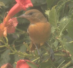 Icterus galbula