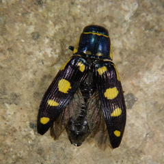 Buprestis octoguttata