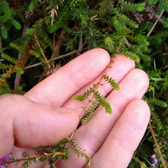 Erica ciliaris
