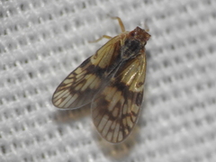 Bothriocera