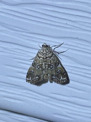 Elophila faulalis
