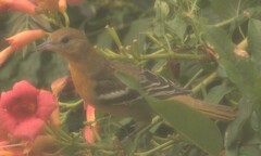 Icterus galbula