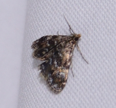 Elophila obliteralis