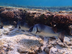Plectorhinchus gibbosus