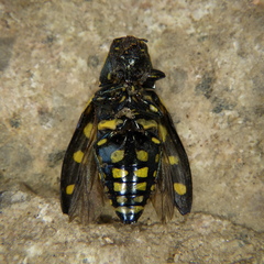 Buprestis octoguttata