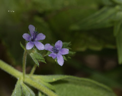 Trichostema brachiatum