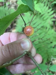 Disholcaspis quercusglobulus