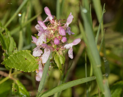 Stachys tenuifolia