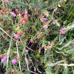 Erica ciliaris