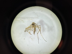 Aedes fulvus pallens