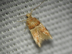 Theisoa constrictella