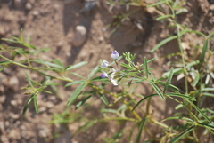 Pediomelum linearifolium