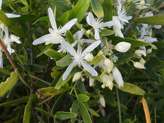 Clematis pubescens