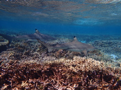 Carcharhinus melanopterus