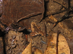 Hamptophryne boliviana