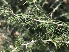 Asparagus albus