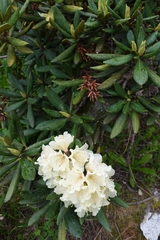 Rhododendron caucasicum