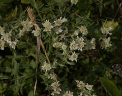 Pycnanthemum verticillatum
