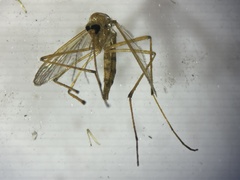 Aedes fulvus pallens